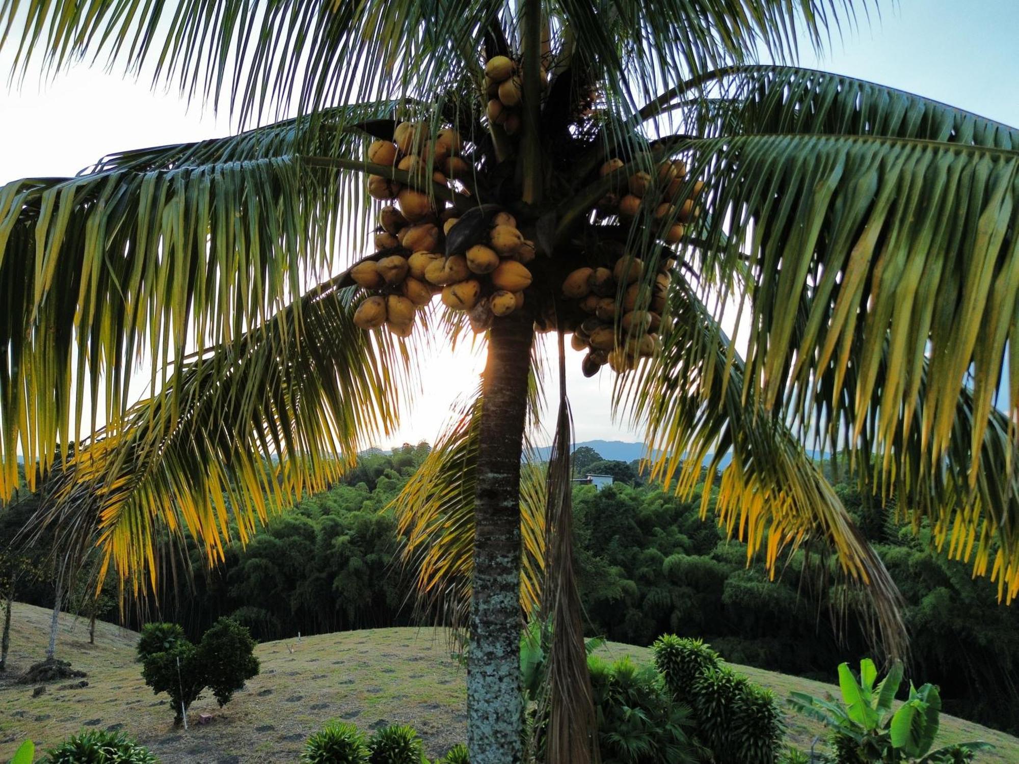 Finca Hotel Los Cocos Montenegro Ngoại thất bức ảnh